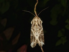 Spodoptera androgea