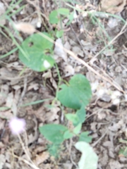 Aristolochia clematitis