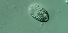 Anisonema acinus