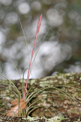 Tillandsia simulata