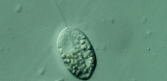Anisonema acinus