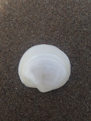Anodontia alba