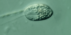 Anisonema acinus