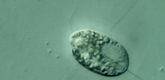 Anisonema acinus