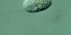 Anisonema acinus