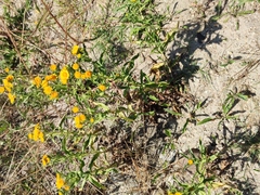 Pentanema britannica