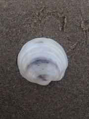 Anodontia alba