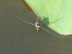 Limnogonus fossarum