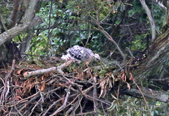 Stephanoaetus coronatus