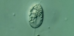 Anisonema acinus