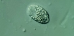Anisonema acinus
