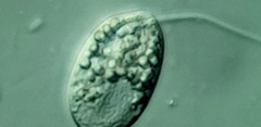 Anisonema acinus