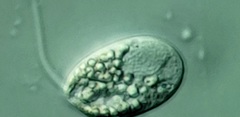 Anisonema acinus