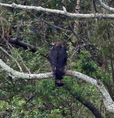 Stephanoaetus coronatus