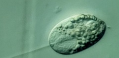 Anisonema acinus
