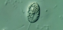 Anisonema acinus