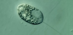 Anisonema acinus