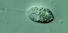 Anisonema acinus