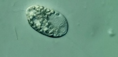 Anisonema acinus