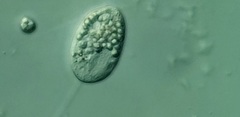Anisonema acinus