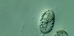 Anisonema acinus