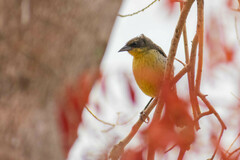 Agelasticus cyanopus