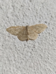Idaea straminata
