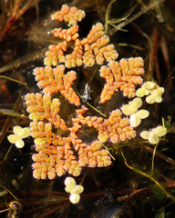 Azolla pinnata