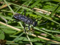 Stangeella