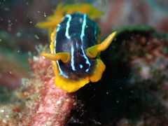 Chromodoris kuiteri