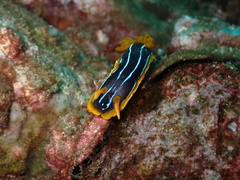 Chromodoris kuiteri