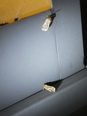 Spodoptera depravata