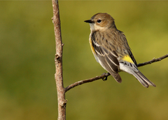 Yellow-Rumped Warbler photo 6