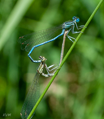 Platycnemis
