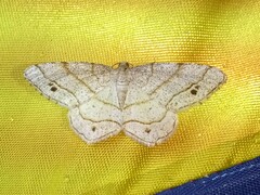 Trigrammia quadrinotaria