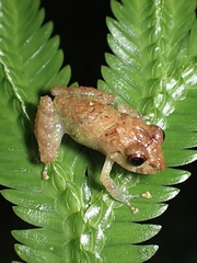 Pristimantis diadematus