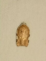 Acleris cervinana