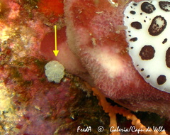 Botrylloides crystallinus