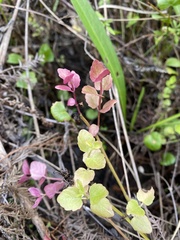 Clinopodium brownei