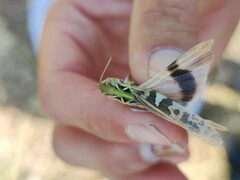 Oedaleus decorus