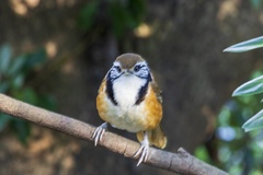 Pterorhinus pectoralis