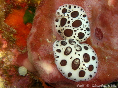 Peltodoris atromaculata