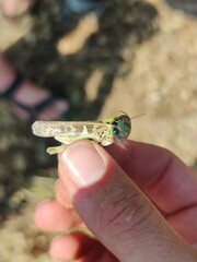 Oedaleus decorus
