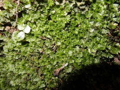 Crepidomanes minutum