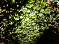Crepidomanes minutum