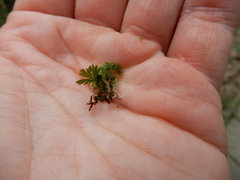 Crepidomanes minutum