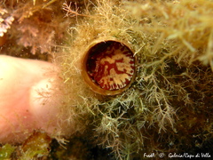 Thylacodes arenarius