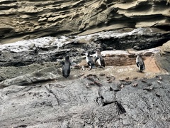 Spheniscus mendiculus