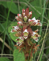 Satyrium sphaerocarpum