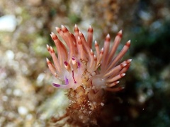 Coryphellina